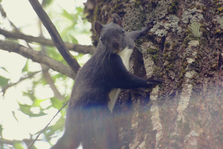 Sciurus vulgaris: Abruzzo